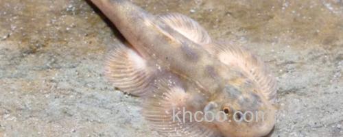 张氏间吸鳅是什么鱼？_0