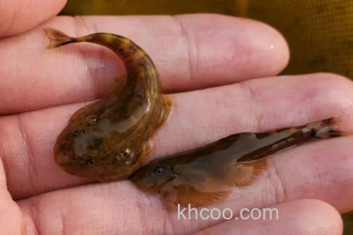 多斑华吸鳅是什么鱼？_3