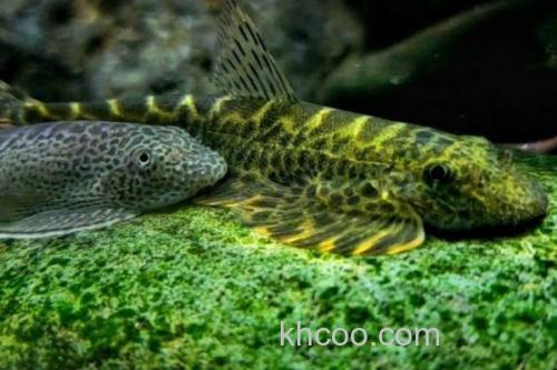 多斑华吸鳅是什么鱼？_2