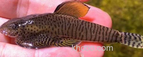 方氏拟腹吸鳅是什么鱼？_0