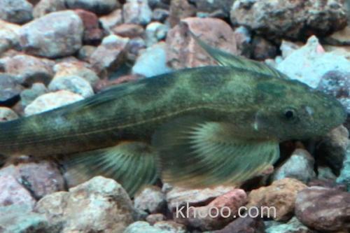 张氏间吸鳅是什么鱼？_3