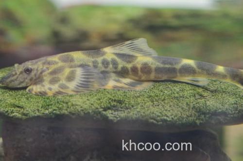 张氏间吸鳅是什么鱼？_2