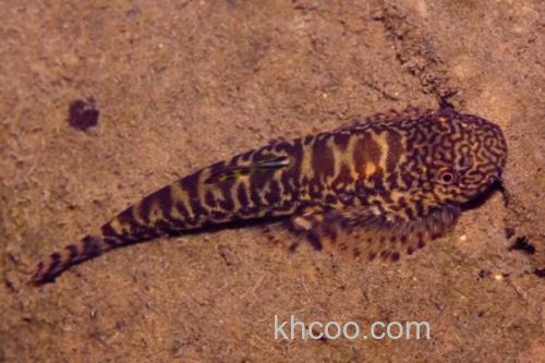 方氏拟腹吸鳅是什么鱼？_3