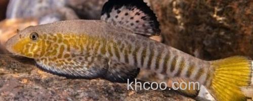 花斑拟腹吸鳅是什么鱼？_0