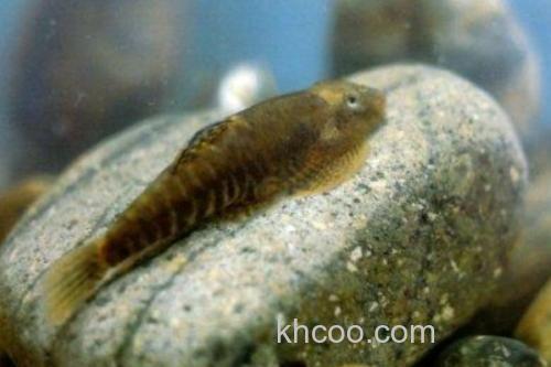 方氏拟腹吸鳅是什么鱼？_1