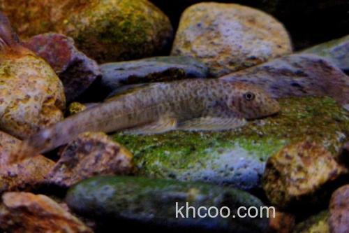 方氏拟腹吸鳅是什么鱼？_2