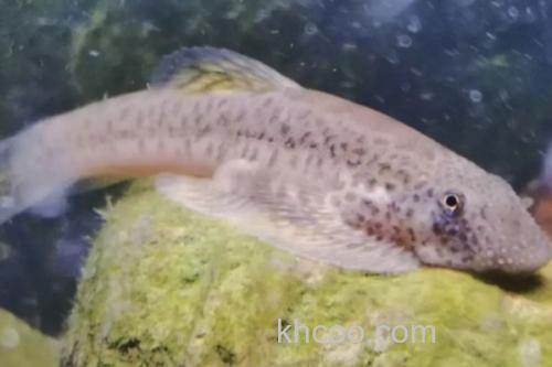 花斑拟腹吸鳅是什么鱼？_2