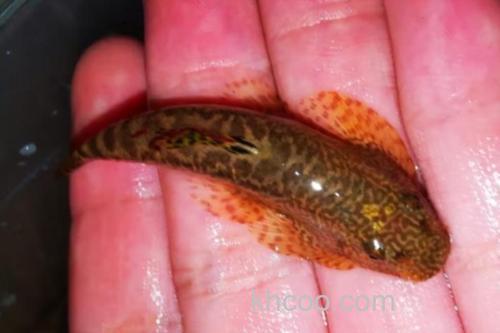 花斑拟腹吸鳅是什么鱼？_3