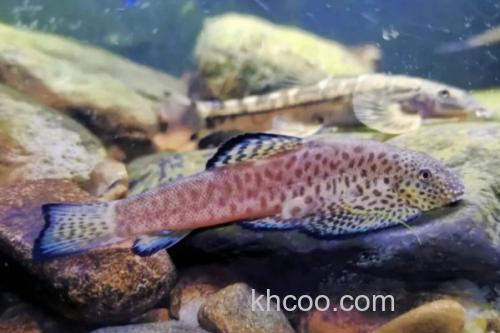 花斑拟腹吸鳅是什么鱼？_1