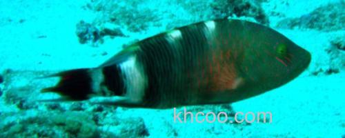 三叶唇鱼是什么鱼？_0