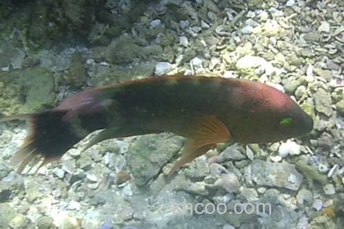 三叶唇鱼是什么鱼？_2