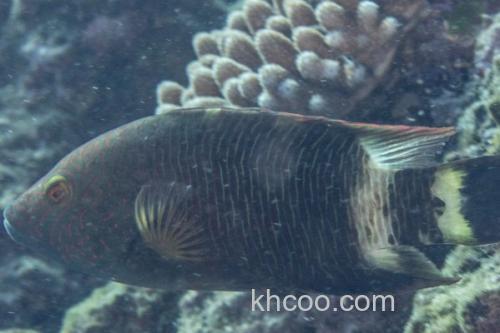 三叶唇鱼是什么鱼？_3