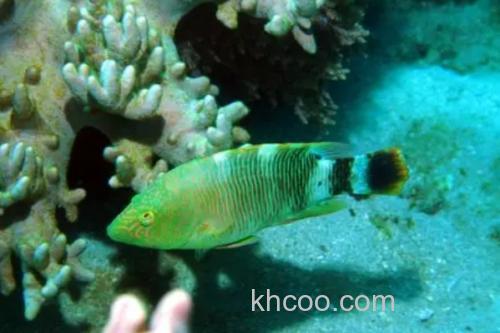 三叶唇鱼是什么鱼？_1