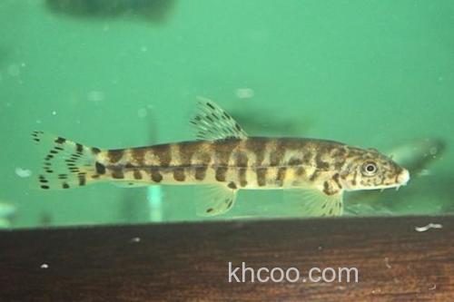 龙口似原吸鳅是什么鱼？_2