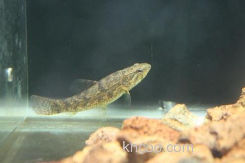 龙口似原吸鳅是什么鱼？_1