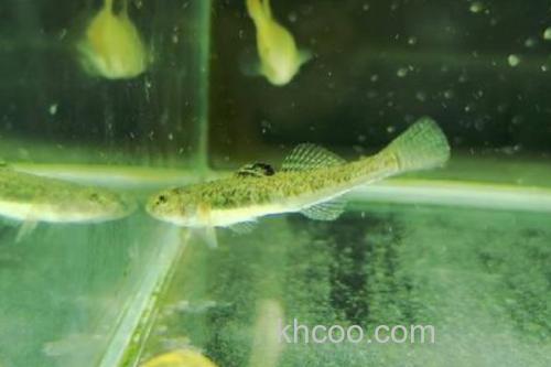 龙口似原吸鳅是什么鱼？_3