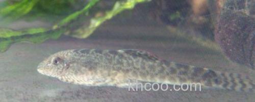 龙口似原吸鳅是什么鱼？_0