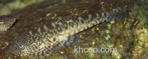 麦氏拟腹吸鳅是什么鱼？_0