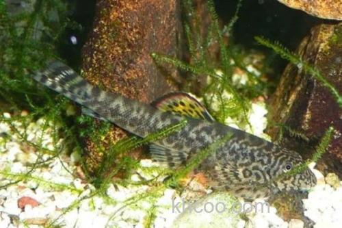 麦氏拟腹吸鳅是什么鱼？_1