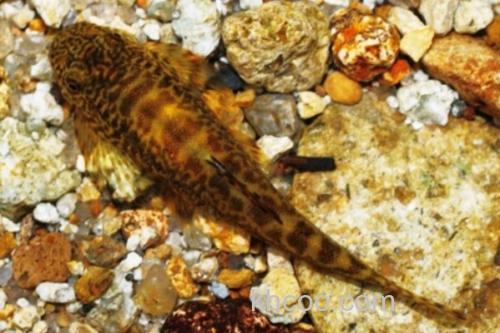 麦氏拟腹吸鳅是什么鱼？_3