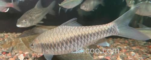纹尾盆唇鱼是什么鱼？_0