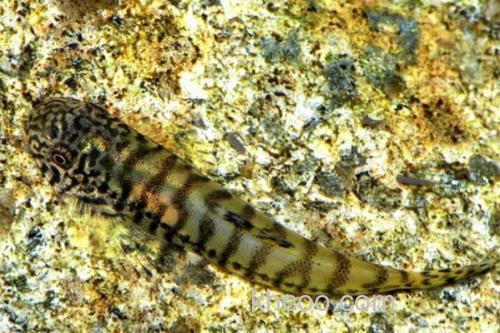 麦氏拟腹吸鳅是什么鱼？_2