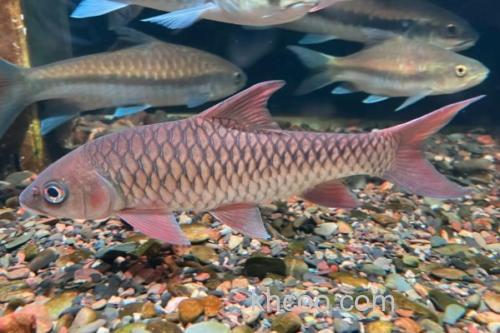 纹尾盆唇鱼是什么鱼？_1