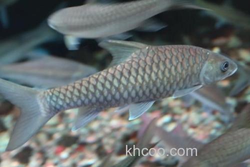 纹尾盆唇鱼是什么鱼？_3