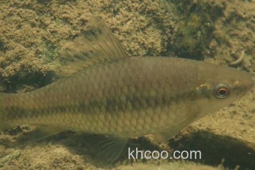 纹唇鱼是什么鱼？_1