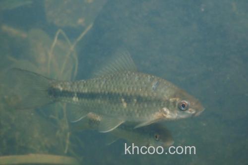 纹唇鱼是什么鱼？_2