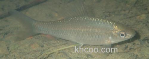 纹唇鱼是什么鱼？_0