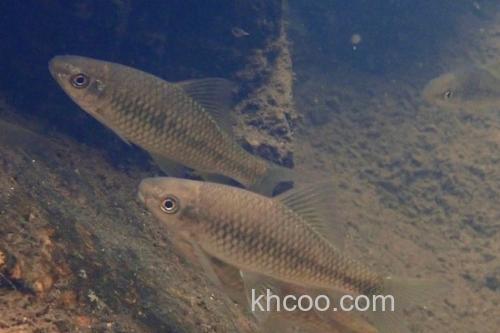 纹唇鱼是什么鱼？_3