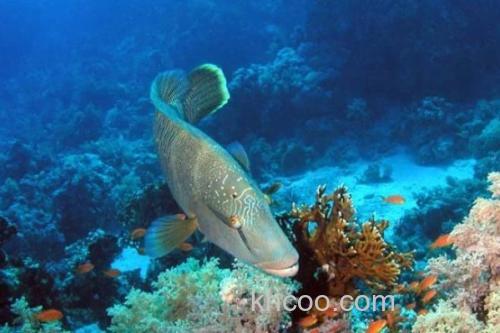 波纹唇鱼是什么鱼？_1