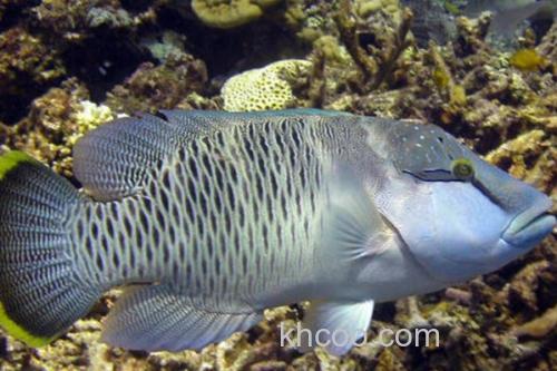 波纹唇鱼是什么鱼？_3