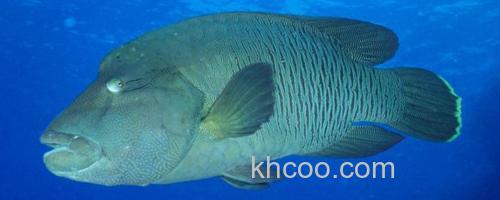 波纹唇鱼是什么鱼？_0