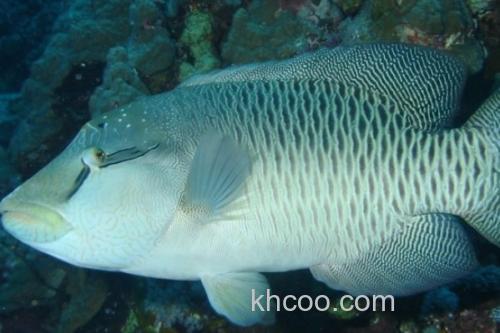 波纹唇鱼是什么鱼？_2