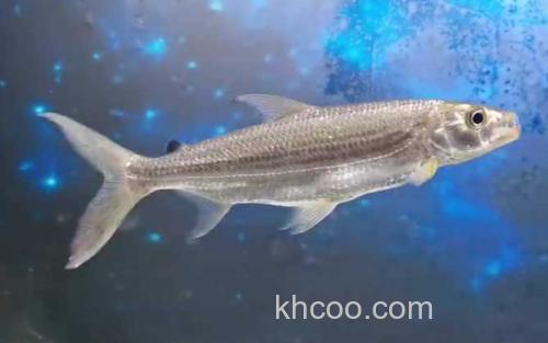 长鳍鱲_2