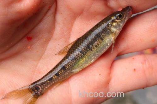 缺须盆唇鱼是什么鱼？_1