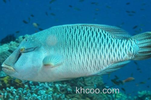 波纹唇鱼是什么鱼？_4