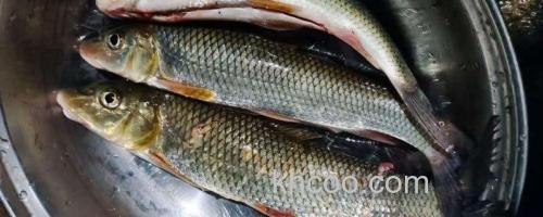 缺须盆唇鱼是什么鱼？_0