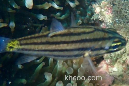 云纹天竺鲷是什么鱼？_1