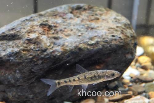 缺须盆唇鱼是什么鱼？_3