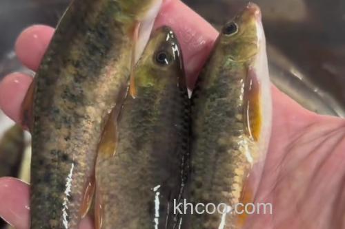 缺须盆唇鱼是什么鱼？_2