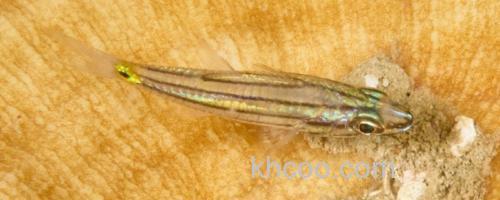 云纹天竺鲷是什么鱼？_0