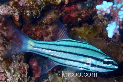 云纹天竺鲷是什么鱼？_2