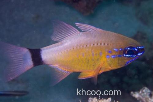 变色管竺鲷是什么鱼？_1