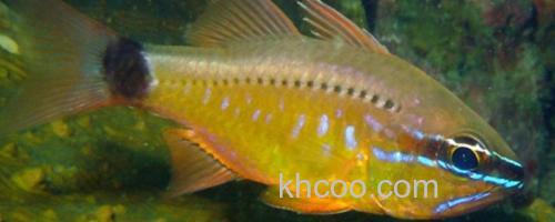 变色管竺鲷是什么鱼？_0