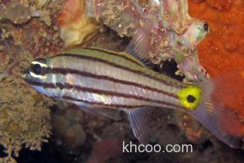 云纹天竺鲷是什么鱼？_3