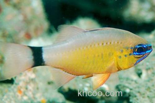 变色管竺鲷是什么鱼？_2