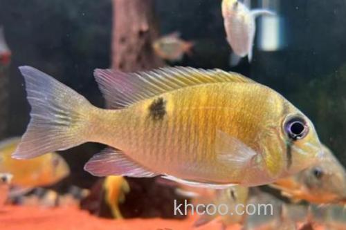 变色管竺鲷是什么鱼？_3